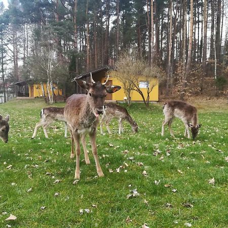 Готель O.W.Bingo Bieszkowice Екстер'єр фото