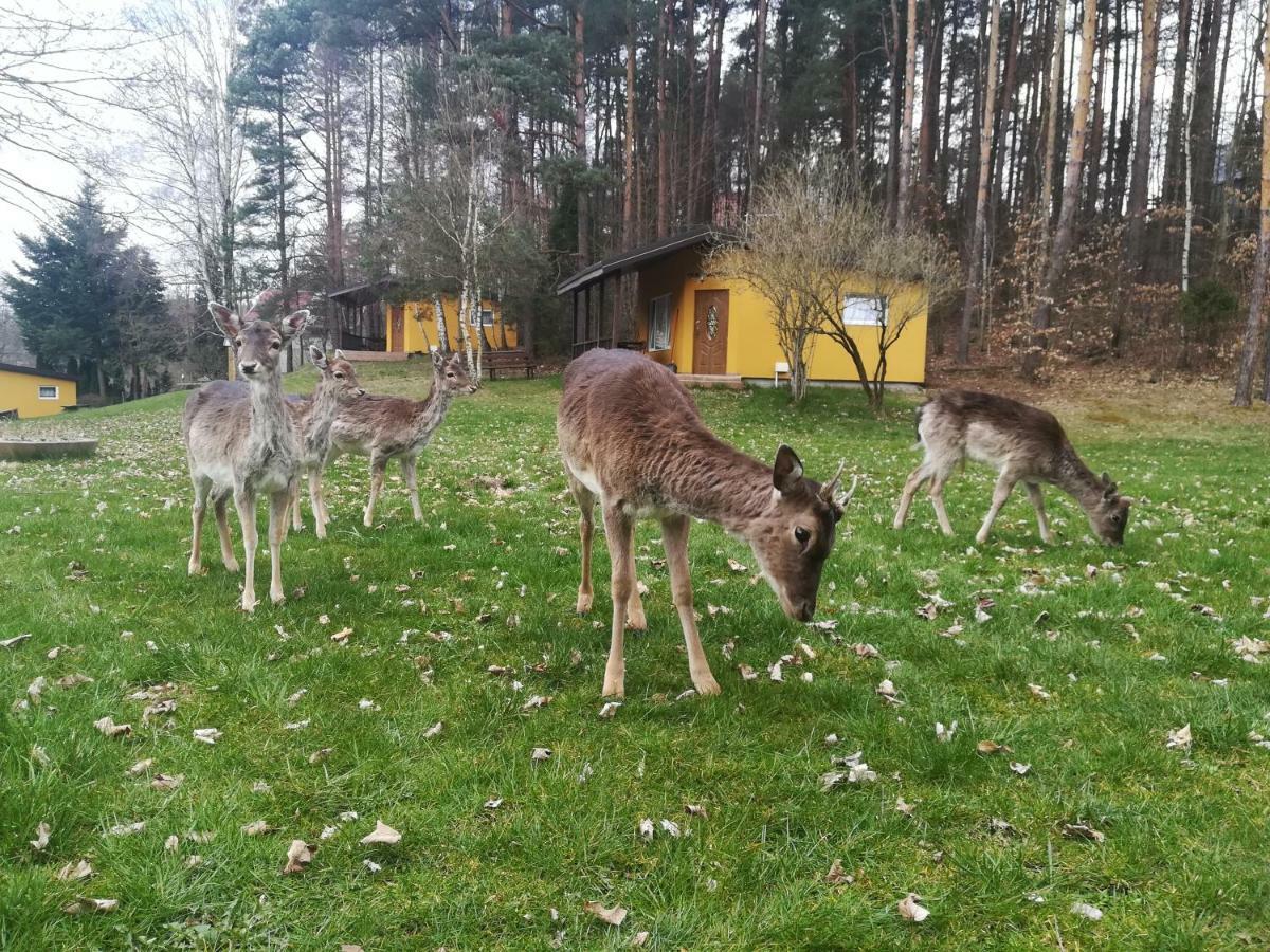 Готель O.W.Bingo Bieszkowice Екстер'єр фото